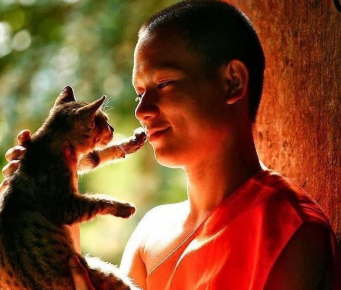 Кот и буддист
