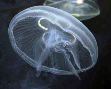 ушастая медуза