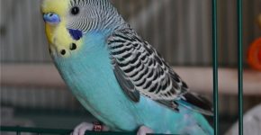 Голубой волнистый попугай