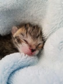 новорожденный котенок