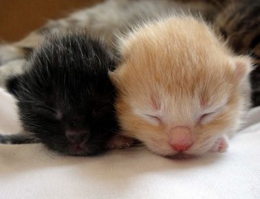 новорожденные котята