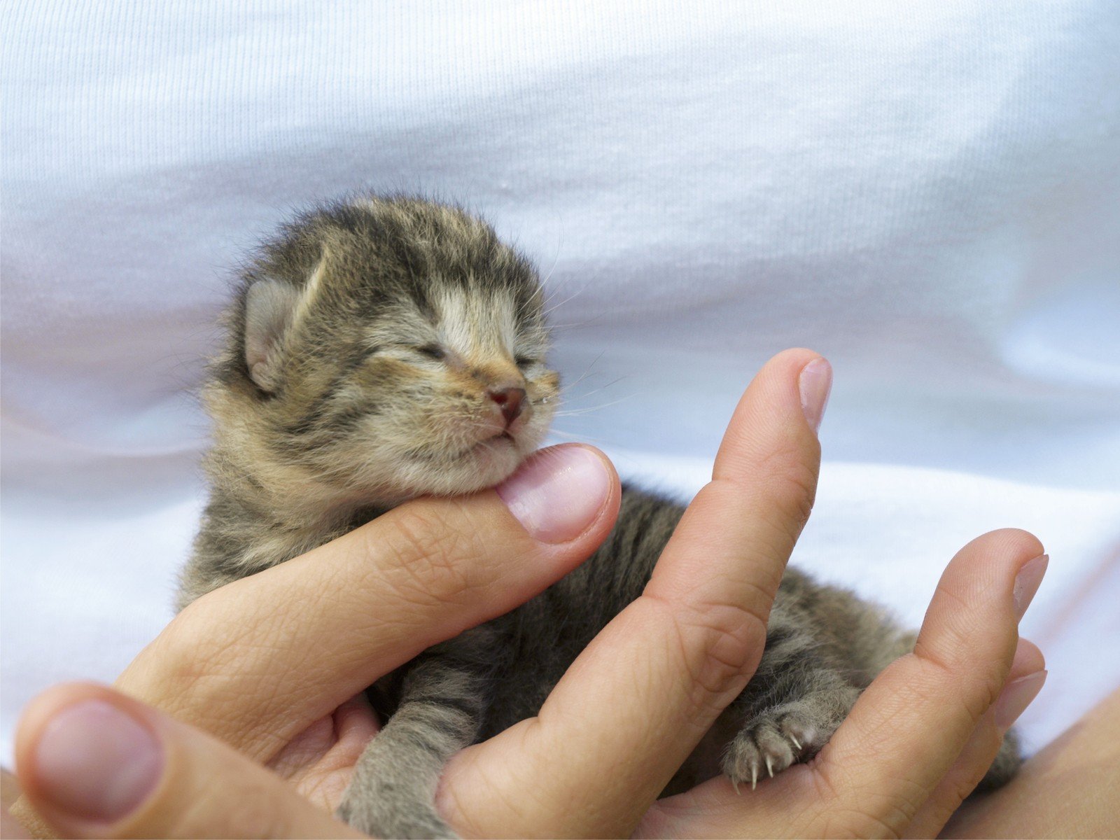 Рождающие котята. Новорожденные котята Шотландские вислоухие. Новорожденный котенок. Маленькие Слепые котята. Маленький котенок.