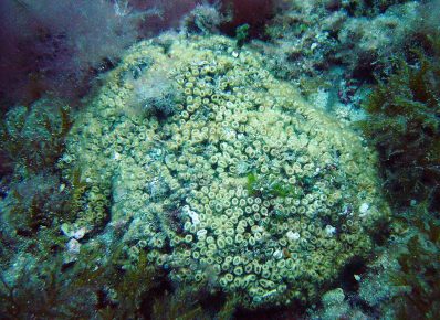 коралл Cladocora caespitosa