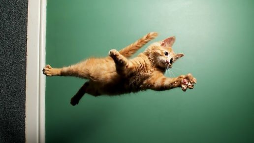 летающая кошка