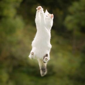летающая кошка