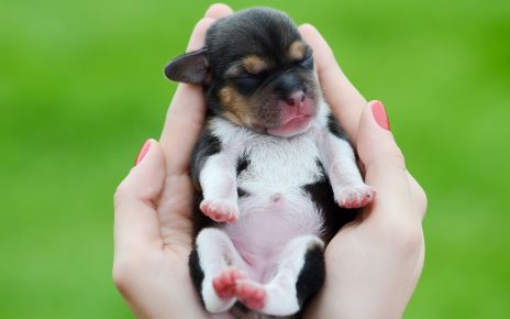 милые новорожденные щенки