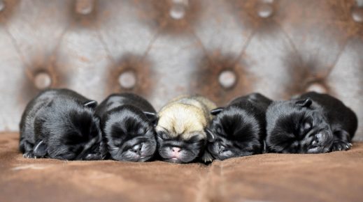 милые новорожденные щенки