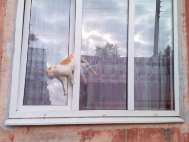 кот застрял в пластиковом окне