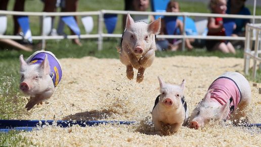 смешные фото свиней