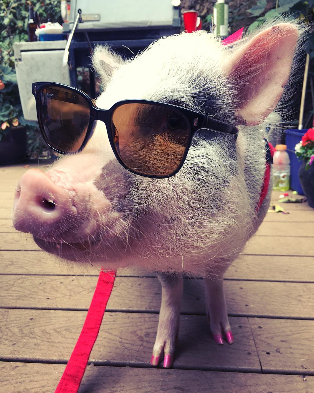 Смешные свинки картинки. Минипиг хряк. Смешные свиньи. Свинья в очках. Крутая Свинка.