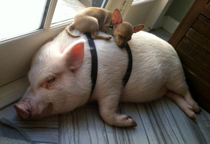 смешные фото свиней