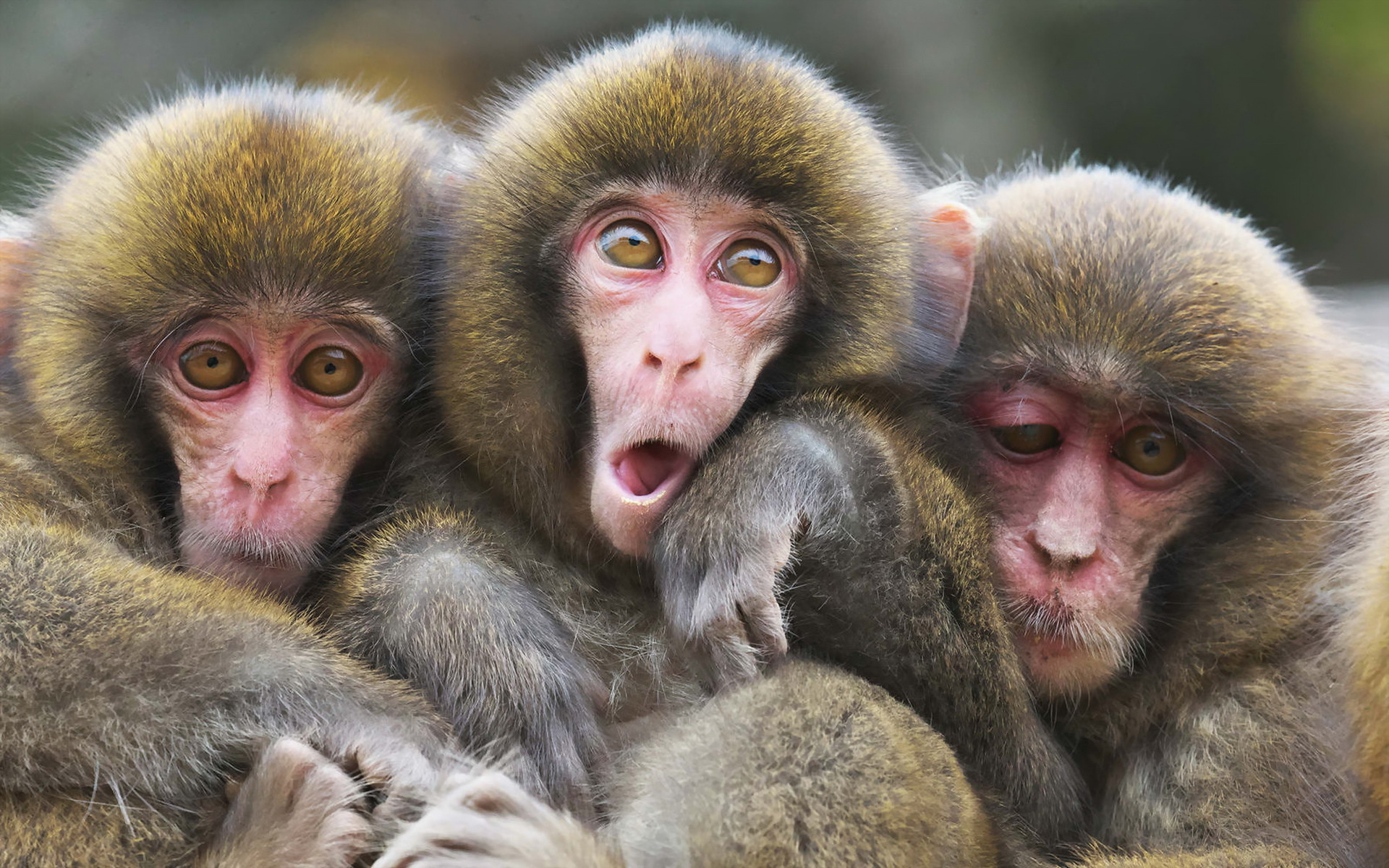 Три обезьяны фото смешные