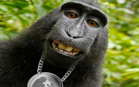 смешные фото обезьян