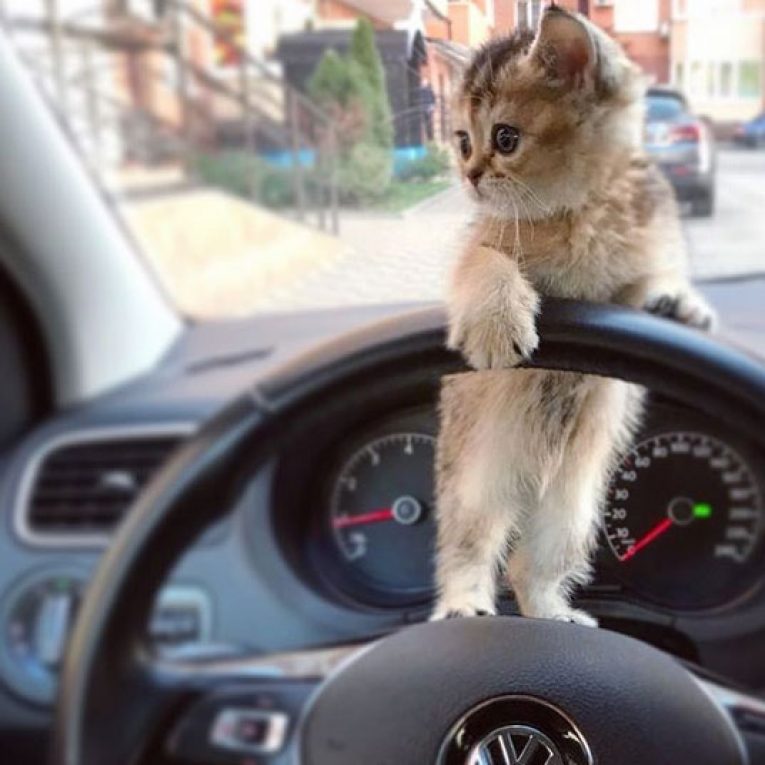 Кошка за рулем картинки