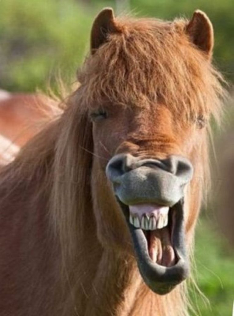 Лошадь. Смешная лошадь. Конь ржет. Лошадь смеется. Лошадь ржет звук