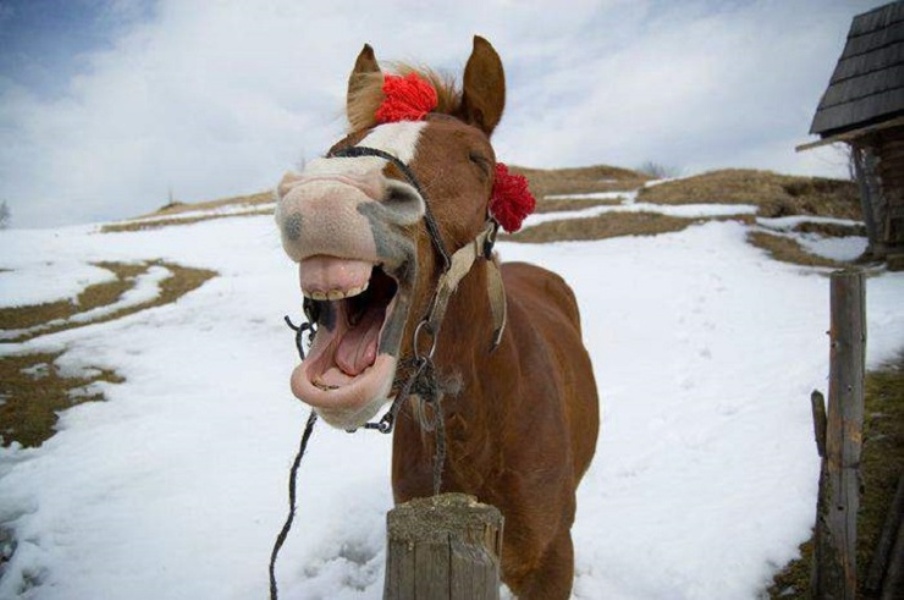 Лошадка прилипла однажды в студеную. Лошадь ржет. Смешной конь. Лошадка юмор.