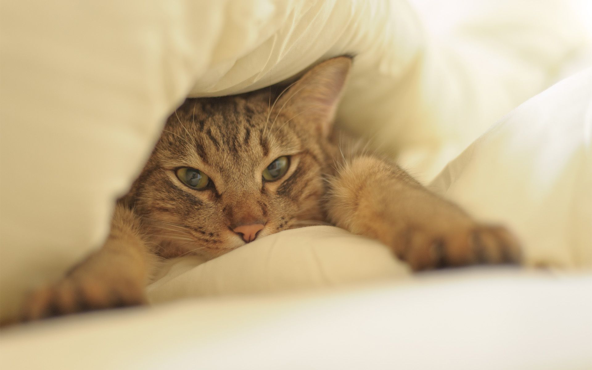 Воскресный сон. Кошка под одеялом. Кровать для кошки. Котик в кровати. Котик в постельке.