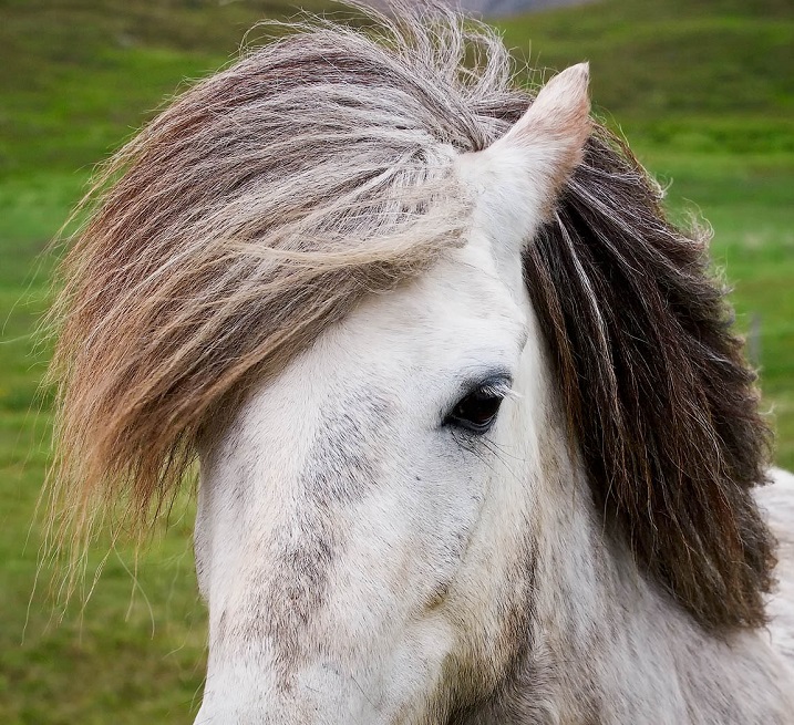 Horse hair. Прически для лошадей. Волосы лошади. Прическа грива. Лошадь с челкой.