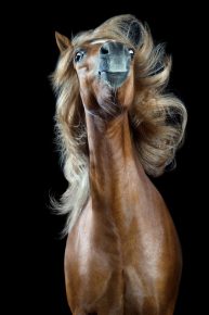 Лошадь с причёской