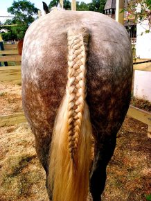 Лошадь с причёской