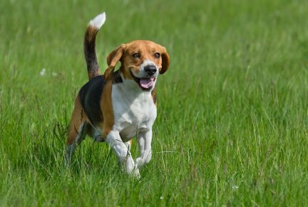 радостная собака бежит в поле