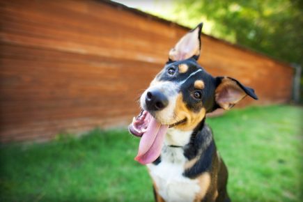 собака с высунутым языком