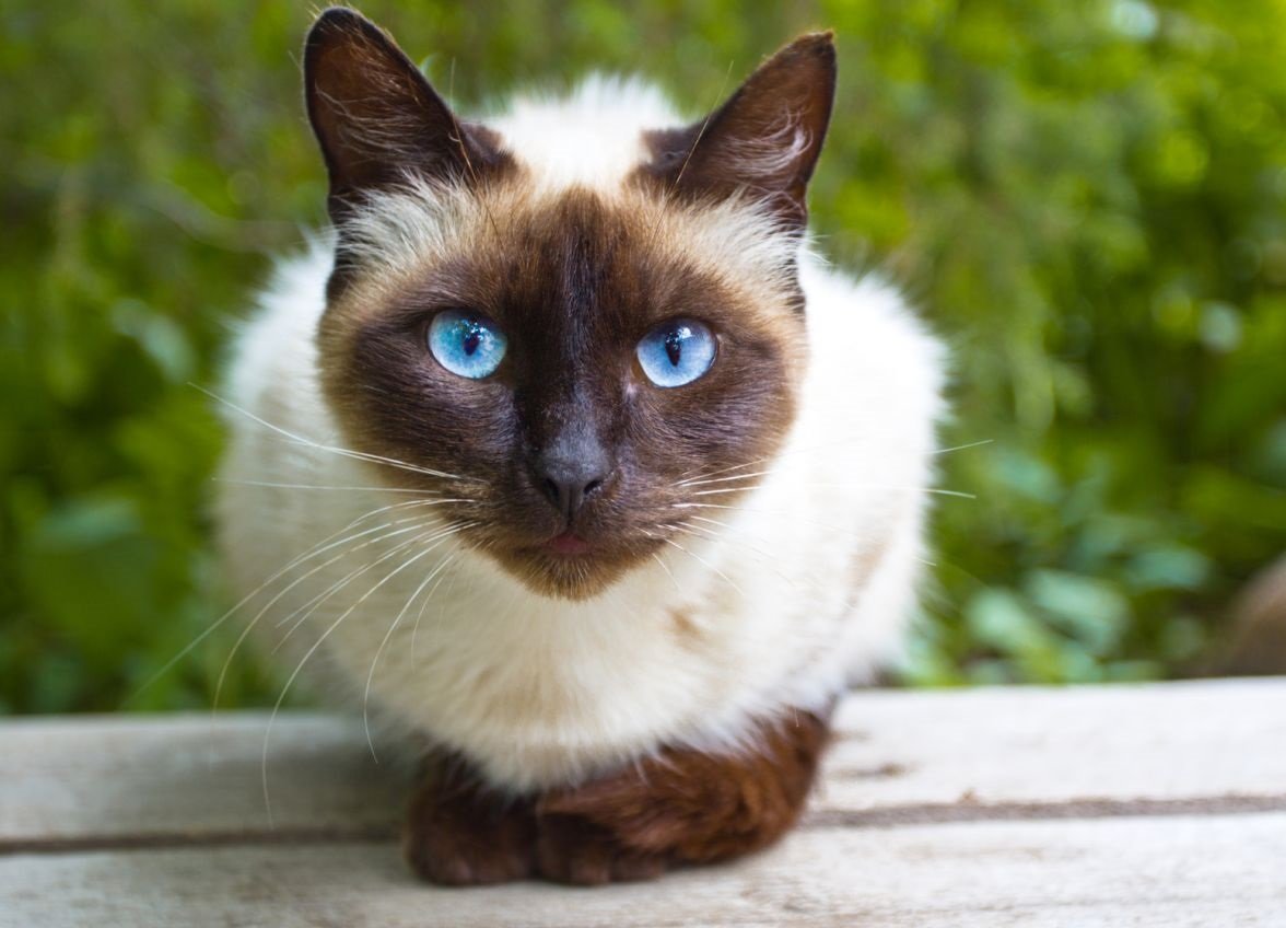 Как выглядит сиамская кошка фото и котята