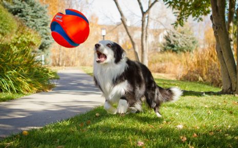 собака ловит мяч