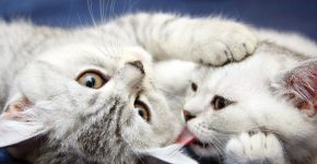 Кошки тоже умеют любить: доказательства на фото