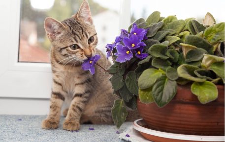 Кошка нюхает цветок
