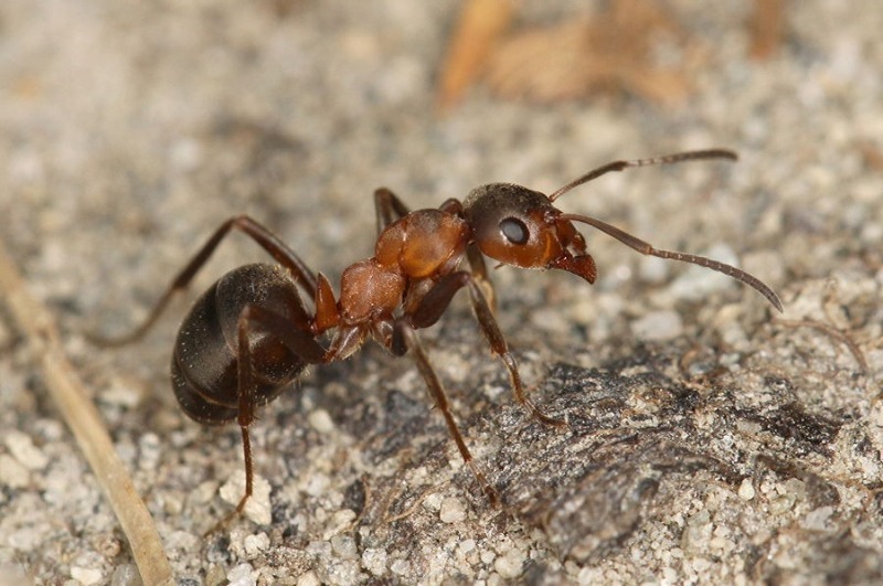 Рабочие особи. Черноголовый Лесной муравей. Формика Сангвинея. Рыжий Лесной муравей. Полярный муравей Formica gagatoides (.