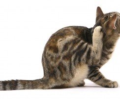 Фронтлайн для кошек: Все о средствах от клещей и блох