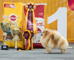 Самые популярные корма для собак 2019 — Педигри:  разбор состава и отзывы