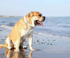 Ка де Бо (фото): Тандем храбрости и чести в одном сердце