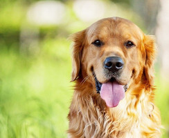 Голден ретривер (фото): Одна из умнейших пород собак