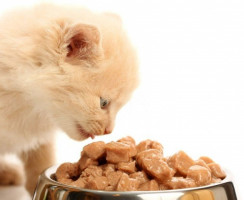 Вискас для котят: Подробный обзор линейки кормов для самых маленьких