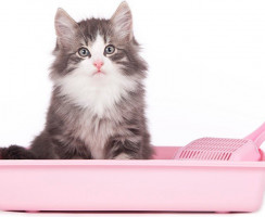 Как избавиться от запаха кошачьей мочи: Почему кошка отказывается от лотка