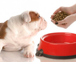 Холистик корм для собак: Забота о здоровье со вкусом