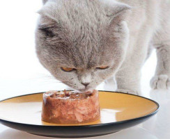 Шеба корм для кошек: Отзывы ветеринаров и детальный обзор