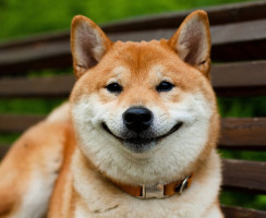 Тест: какая вы собака