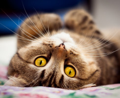 Сколько длится течка у кошек: Первые признаки и сроки