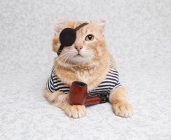 Тест: кем ваш кот был в прошлой жизни