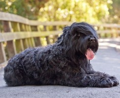 Русский черный терьер (фото): ум, решительность и обаяние