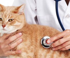 Чумка у кошек: Симптомы и варианты лечения недуга