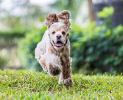 Американский кокер-спаниель (фото): преданный и красивый друг, ловкий охотник