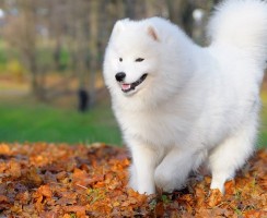 Самоедская лайка (фото) — верный друг и заряд позитивной энергии