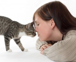 Гипоаллергенные породы кошек: Выбор питомца и правила содержания