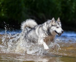 Аляскинский маламут (фото): импозантная собака для активных семей