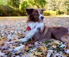 Бордер-колли (фото): самый умный пес в мире