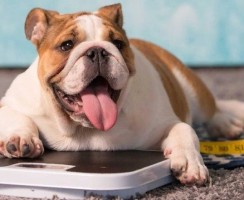 Ожирение у собак: причины, симптомы, лечение